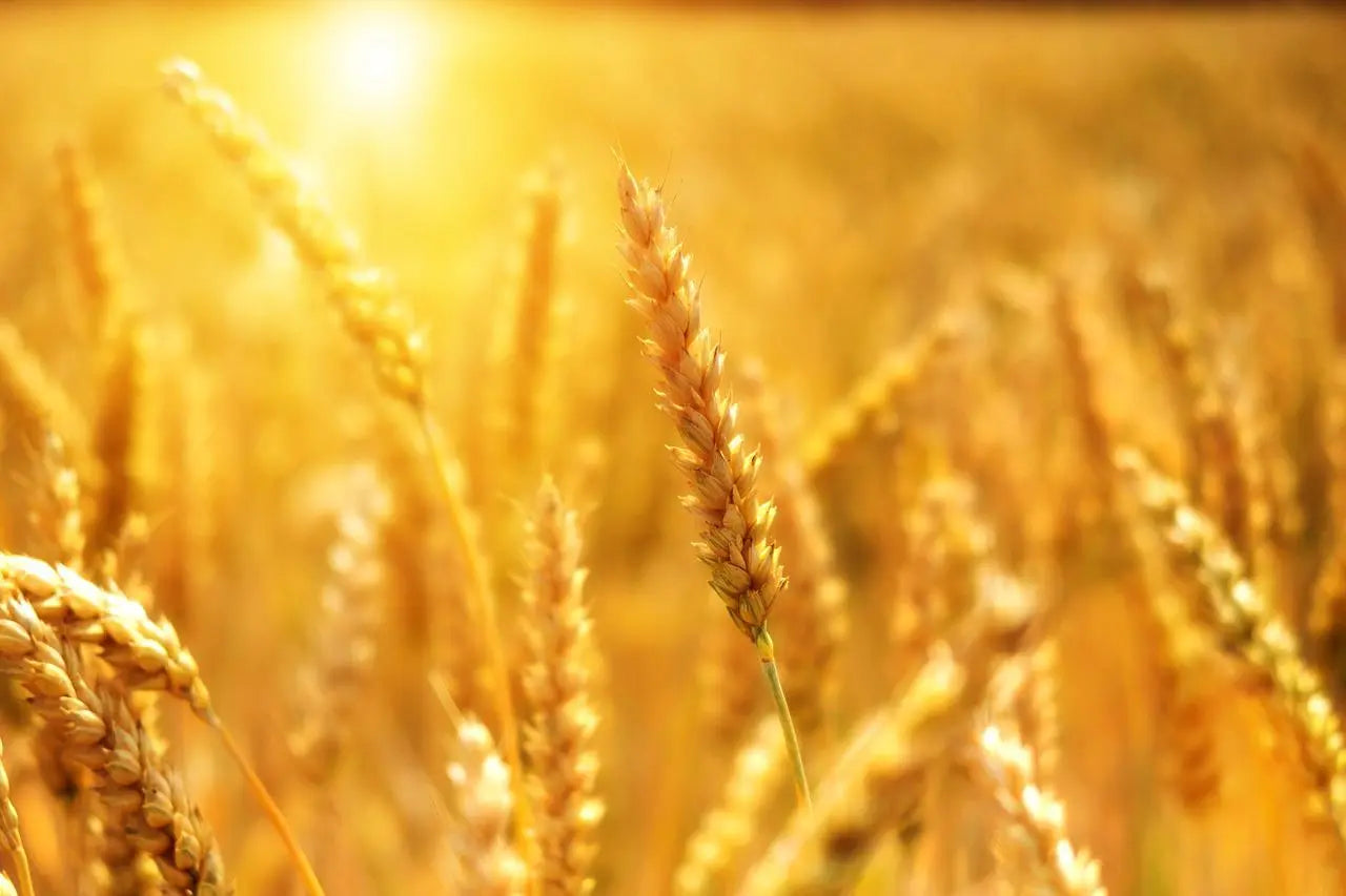 Lughnasadh History, Meaning, and Ritual