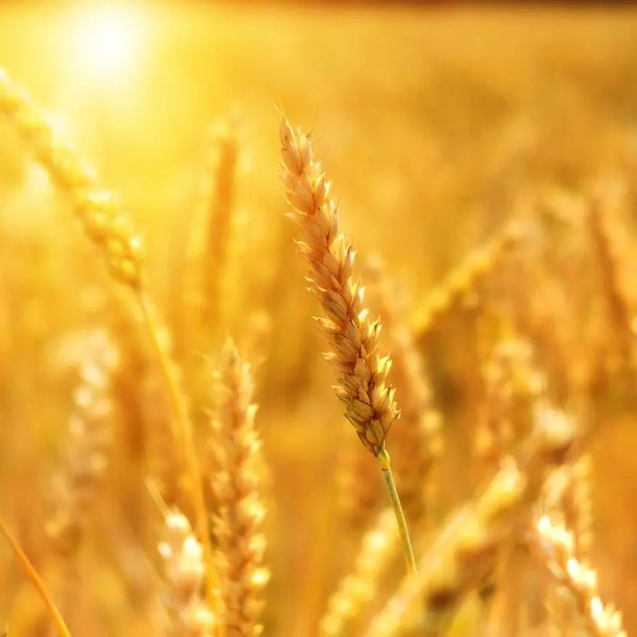 Lughnasadh History, Meaning, and Ritual
